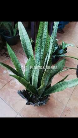 Sansevieria types for sale