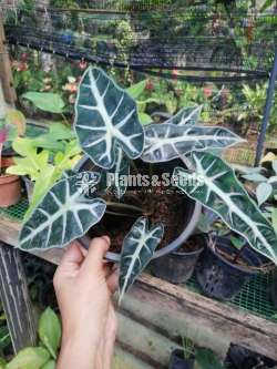 Alocasia (Elephant's Ear) Varities 