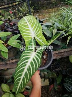 Alocasia (Elephant's Ear) Varities 