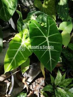 Alocasia (Elephant's Ear) Varities 