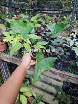 Alocasia (Elephant's Ear) Varities 