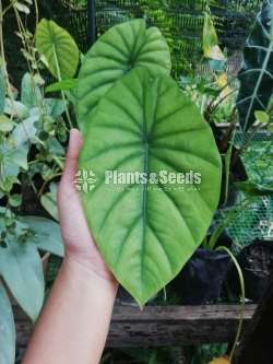 Alocasia (Elephant's Ear) Varities 