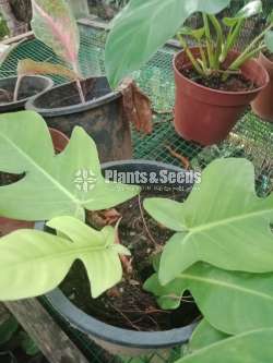Philodendron collection