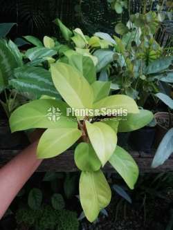 Philodendron collection