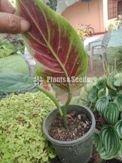 Philodendron collection