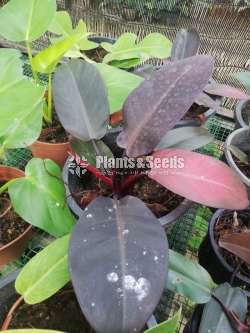 Philodendron collection
