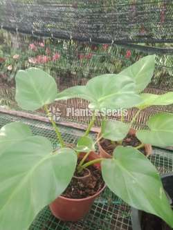 Philodendron collection