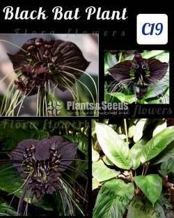 Black Bat Plants (යකා මල )