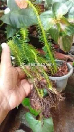 කුඩා හැඩයා