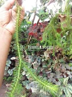 කුඩා හැඩයා