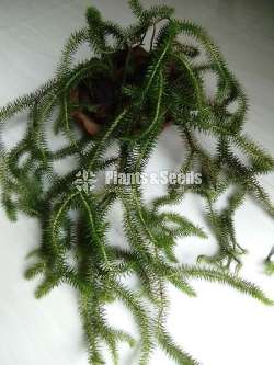 කුඩා හැඩයා