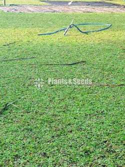Best මැලේසියානු grass garden service 