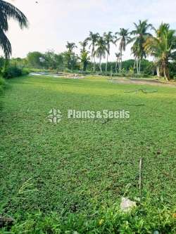 Best මැලේසියානු grass garden service 