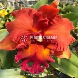 Cattleya orchid(කැට්ලියා ඔර්කිඩ් )