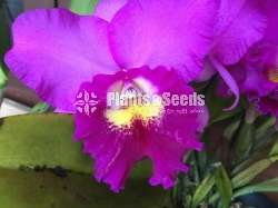 Cattleya orchid(කැට්ලියා ඔර්කිඩ් )