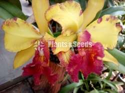 Cattleya orchid(කැට්ලියා ඔර්කිඩ් )
