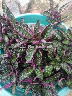 Decorative Plants (විසිතුරු පැල)