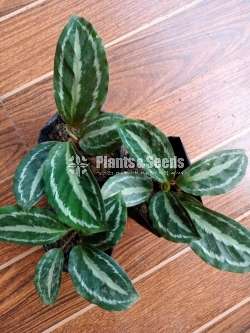 Decorative Plants (විසිතුරු පැල)