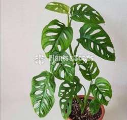 Decorative Plants (විසිතුරු පැල)
