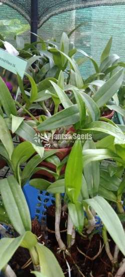 ඩෙන්රෝබියන් ඕකිඩ් වර්ණ (Dendrobium)