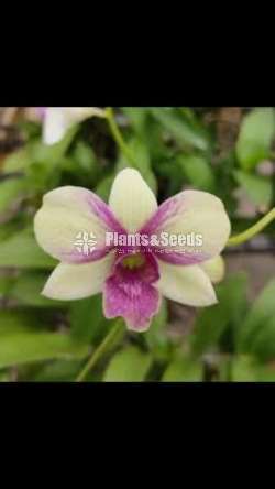ඩෙන්රෝබියන් ඕකිඩ් වර්ණ (Dendrobium)