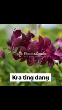 ඩෙන්රෝබියන් ඕකිඩ් වර්ණ (Dendrobium)