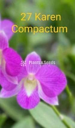 Bankok Orchid (බැන්කොක් ඕකිඩ්)