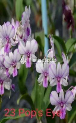 Bankok Orchid (බැන්කොක් ඕකිඩ්)
