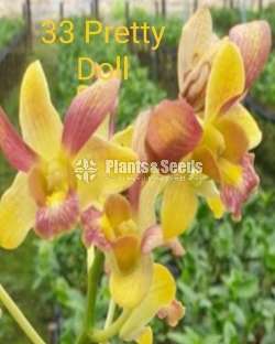 Bankok Orchid (බැන්කොක් ඕකිඩ්)