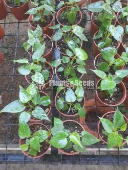 Nedarland Anthurium package