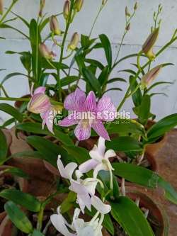 Orchid Plants (ඕකීඩ්)