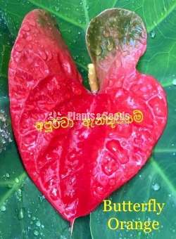  Lady Jane Anthurium  (ලේඩි ජේන් )