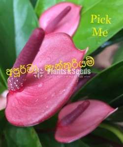  Lady Jane Anthurium  (ලේඩි ජේන් )