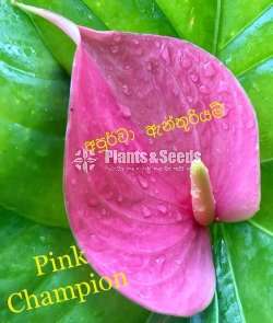  Lady Jane Anthurium  (ලේඩි ජේන් )