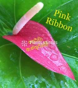ලේඩි ජේන් වර්ග (lady Jabe)