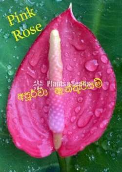 ලේඩි ජේන් වර්ග (lady Jabe)