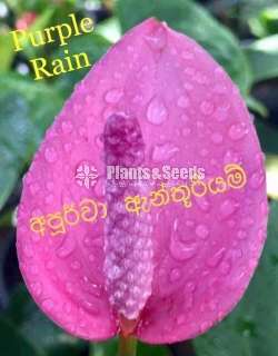 ලේඩි ජේන් වර්ග (lady Jabe)