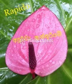 ලේඩි ජේන් වර්ග (lady Jabe)