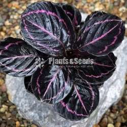 Calathea Roseopicta (Dottie)