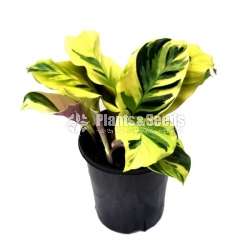Calathea Roseopicta (Dottie)