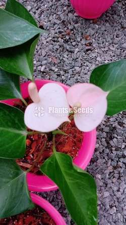 Mackenzie anthurium