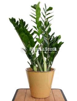 Lucky plants (ZZ)