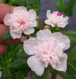 Cinderella flower plants