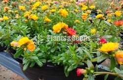 Cinderella flower plants