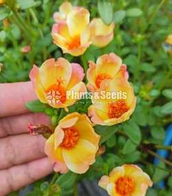 Dubai Rosa (ඩුබායි රෝස )