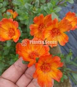 Dubai Rosa (ඩුබායි රෝස )
