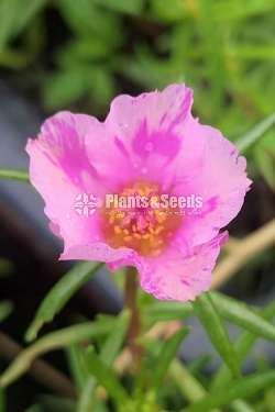 Baby tiyara (බෙබි ටියාරා )