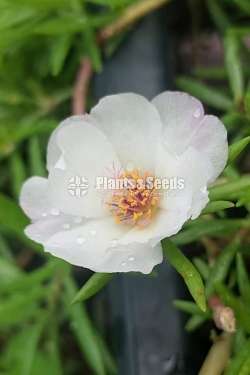 Baby tiyara (බෙබි ටියාරා )
