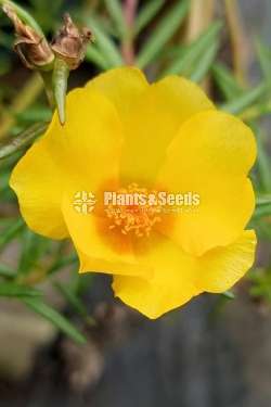 Baby tiyara (බෙබි ටියාරා )