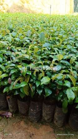 Cinnamon Plants (කුරුදු පැල )